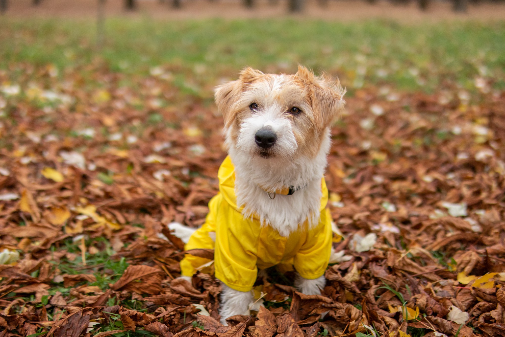 Szükséges-e egyáltalán kutyaruha? 