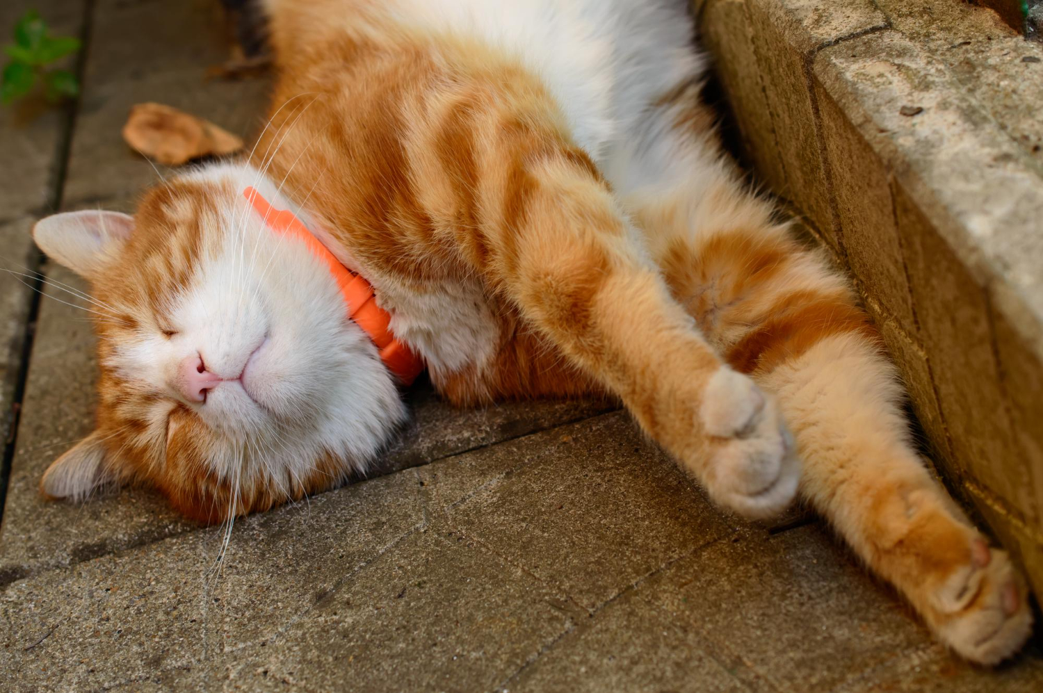 A macskanyakörv kiválasztása 